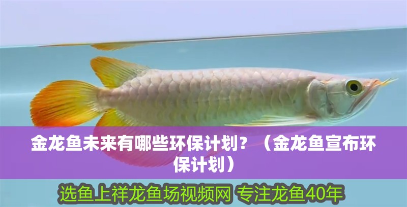 金龍魚未來有哪些環保計劃？（金龍魚宣布環保計劃）