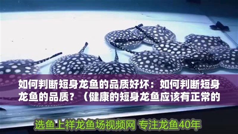 如何判斷短身龍魚的品質好壞：如何判斷短身龍魚的品質？（健康的短身龍魚應該有正常的觀察短身龍魚的品質和健康狀況）