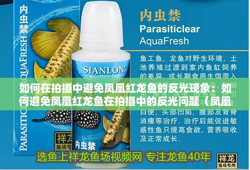 如何在拍攝中避免鳳凰紅龍魚的反光現(xiàn)象：如何避免鳳凰紅龍魚在拍攝中的反光問題（鳳凰紅龍魚在拍攝中的反光問題的有效避免反光問題）