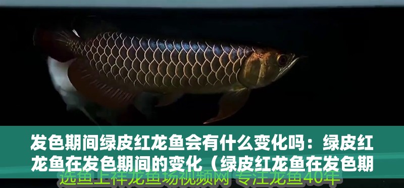 發色期間綠皮紅龍魚會有什么變化嗎：綠皮紅龍魚在發色期間的變化（綠皮紅龍魚在發色期間會有哪些變化）