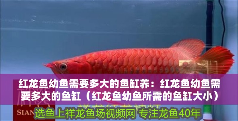 紅龍魚幼魚需要多大的魚缸養：紅龍魚幼魚需要多大的魚缸（紅龍魚幼魚所需的魚缸大小）