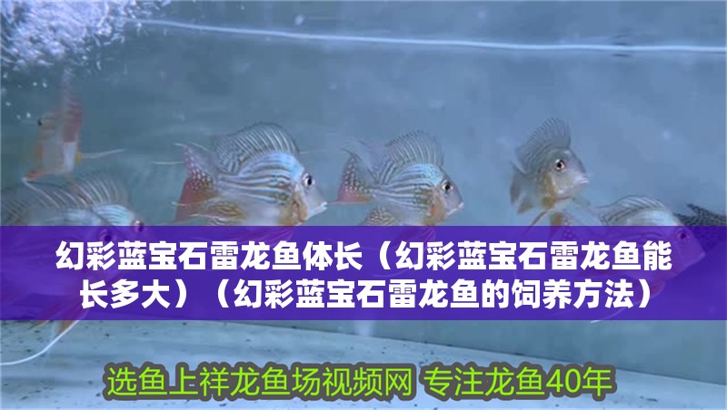 虎魚天天黑來點赤瞳黃金 幻彩藍寶石雷龍魚體長(幻彩藍寶石雷龍魚能長多大)(幻彩藍寶石雷龍魚的飼養(yǎng)方法) 觀賞魚百科 幻彩藍寶石雷龍魚體長(幻彩藍寶石雷龍魚能長多大)(幻彩藍寶石雷龍魚的飼養(yǎng)方法) 幻彩藍寶石雷龍魚體長(幻彩藍寶石雷龍魚能長多大)(幻彩藍寶石雷龍魚的飼養(yǎng)方法) 觀賞魚百科