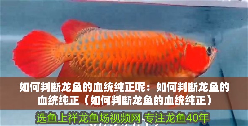 如何判斷龍魚的血統純正呢：如何判斷龍魚的血統純正（如何判斷龍魚的血統純正）