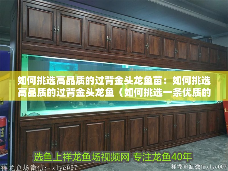 如何挑選高品質(zhì)的過背金頭龍魚苗：如何挑選高品質(zhì)的過背金頭龍魚（如何挑選一條優(yōu)質(zhì)的過背金頭龍魚）