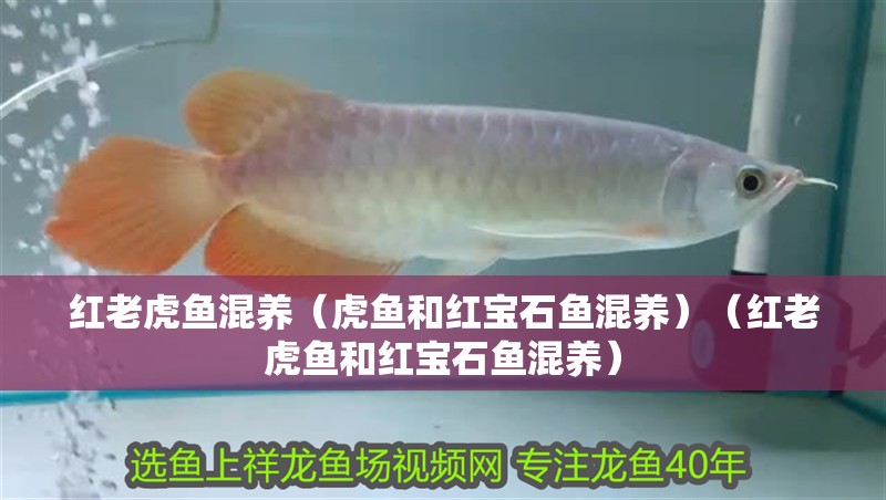 紅老虎魚混養(yǎng)（虎魚和紅寶石魚混養(yǎng)）（紅老虎魚和紅寶石魚混養(yǎng)） 紅老虎魚混養(yǎng)（虎魚和紅寶石魚混養(yǎng)）（紅老虎魚和紅寶石魚混養(yǎng)） 觀賞魚百科
