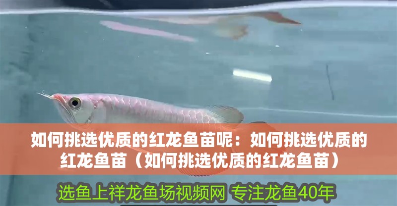如何挑選優(yōu)質(zhì)的紅龍魚苗呢：如何挑選優(yōu)質(zhì)的紅龍魚苗（如何挑選優(yōu)質(zhì)的紅龍魚苗）