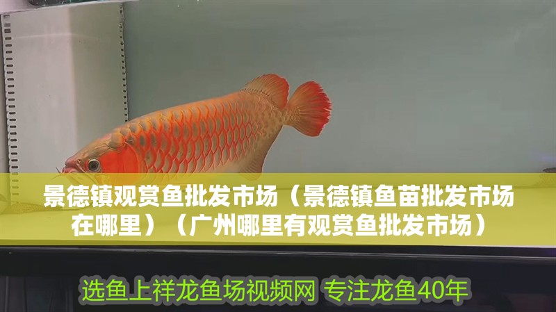景德鎮觀賞魚批發市場（景德鎮魚苗批發市場在哪里）（廣州哪里有觀賞魚批發市場）