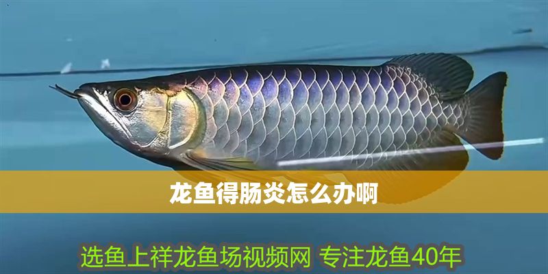 龍魚得腸炎怎么辦啊