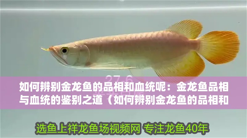 如何辨別金龍魚的品相和血統(tǒng)呢：金龍魚品相與血統(tǒng)的鑒別之道（如何辨別金龍魚的品相和血統(tǒng)）