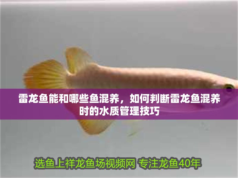 雷龍魚能和哪些魚混養(yǎng)，如何判斷雷龍魚混養(yǎng)時的水質管理技巧