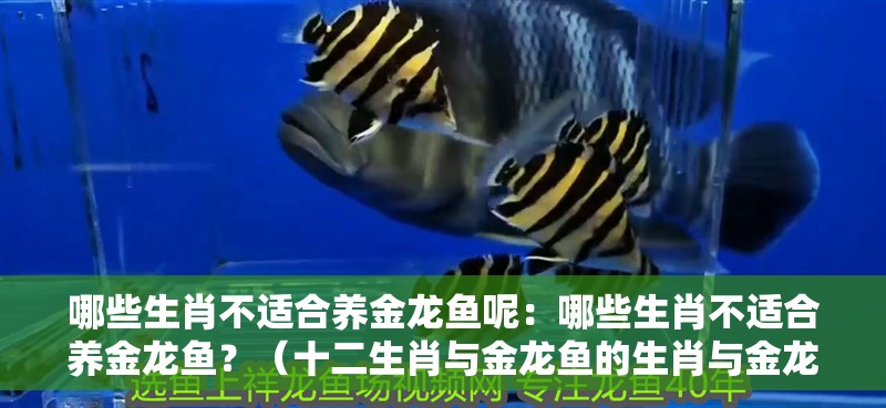 哪些生肖不適合養金龍魚呢：哪些生肖不適合養金龍魚？（十二生肖與金龍魚的生肖與金龍魚的相處可能并不理想）