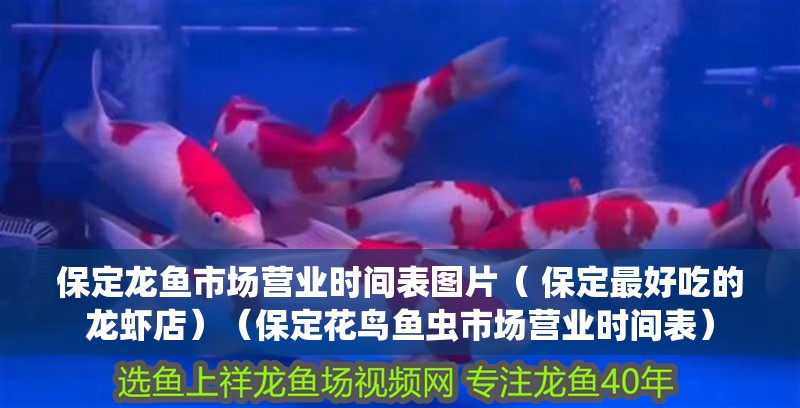 保定龍魚市場營業(yè)時間表圖片（ 保定最好吃的龍蝦店）（保定花鳥魚蟲市場營業(yè)時間表） 保定龍魚市場營業(yè)時間表圖片（ 保定最好吃的龍蝦店）（保定花鳥魚蟲市場營業(yè)時間表） 觀賞魚百科