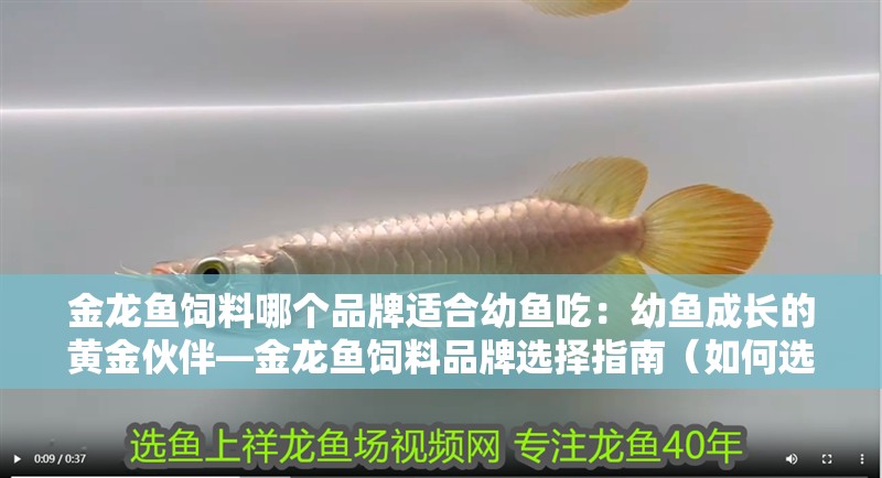 金龍魚飼料哪個品牌適合幼魚吃：幼魚成長的黃金伙伴—金龍魚飼料品牌選擇指南（如何選擇合適的金龍魚飼料）