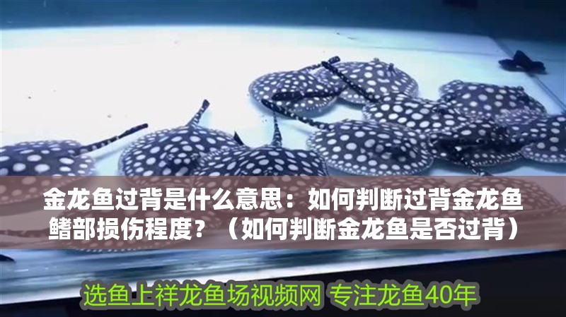 金龍魚過背是什么意思：如何判斷過背金龍魚鰭部損傷程度？（如何判斷金龍魚是否過背）
