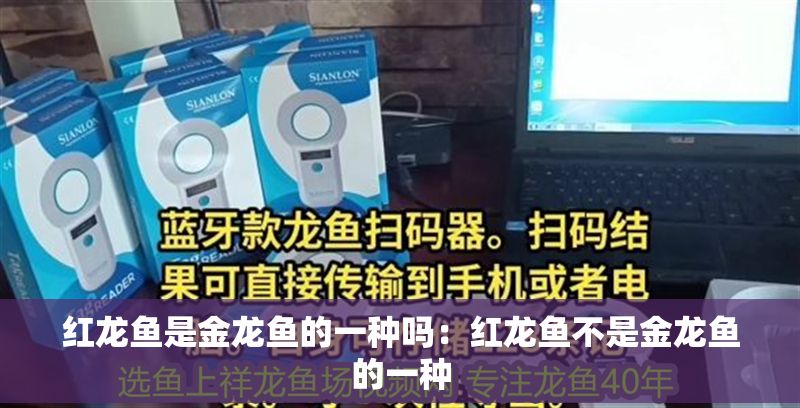 紅龍魚是金龍魚的一種嗎：紅龍魚不是金龍魚的一種