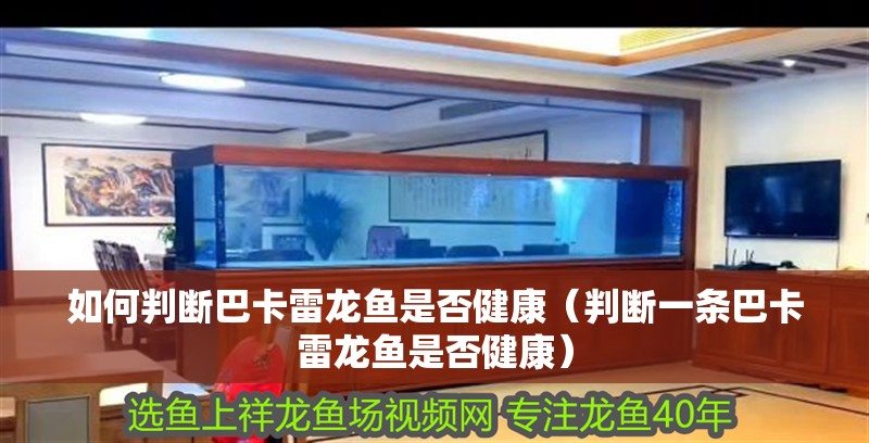 如何判斷巴卡雷龍魚是否健康（判斷一條巴卡雷龍魚是否健康）