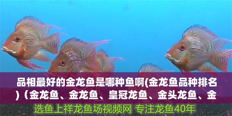 品相最好的金龍魚是哪種魚啊(金龍魚品種排名)（金龍魚、金龍魚、皇冠龍魚、金頭龍魚、金頭龍魚、金頭龍魚） 品相最好的金龍魚是哪種魚啊(金龍魚品種排名)（金龍魚、金龍魚、皇冠龍魚、金頭龍魚、金頭龍魚、金頭龍魚） 觀賞魚百科