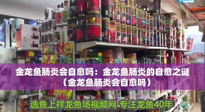 金龍魚腸炎會自愈嗎：金龍魚腸炎的自愈之謎（金龍魚腸炎會自愈嗎）