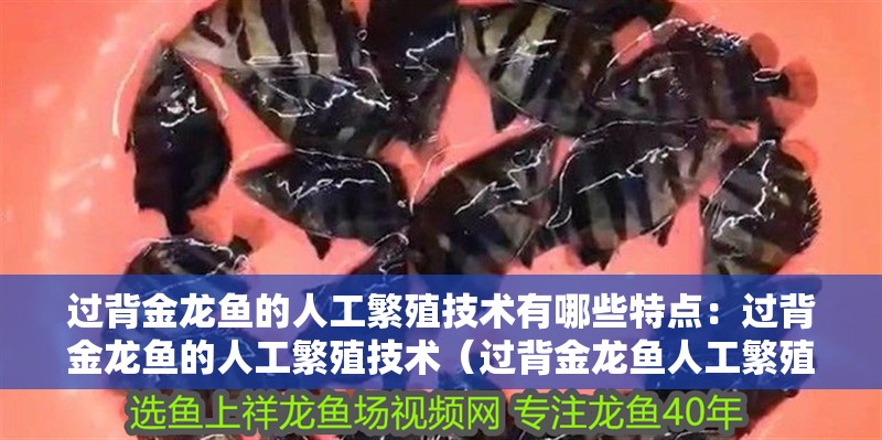 過背金龍魚的人工繁殖技術有哪些特點：過背金龍魚的人工繁殖技術（過背金龍魚人工繁殖技術）