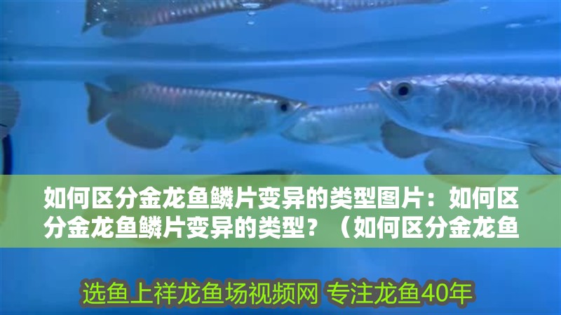 如何區分金龍魚鱗片變異的類型圖片：如何區分金龍魚鱗片變異的類型？（如何區分金龍魚鱗片變異的類型）