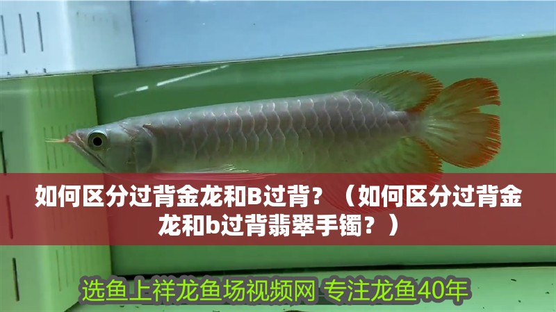 如何區分過背金龍和B過背？（如何區分過背金龍和b過背翡翠手鐲？）