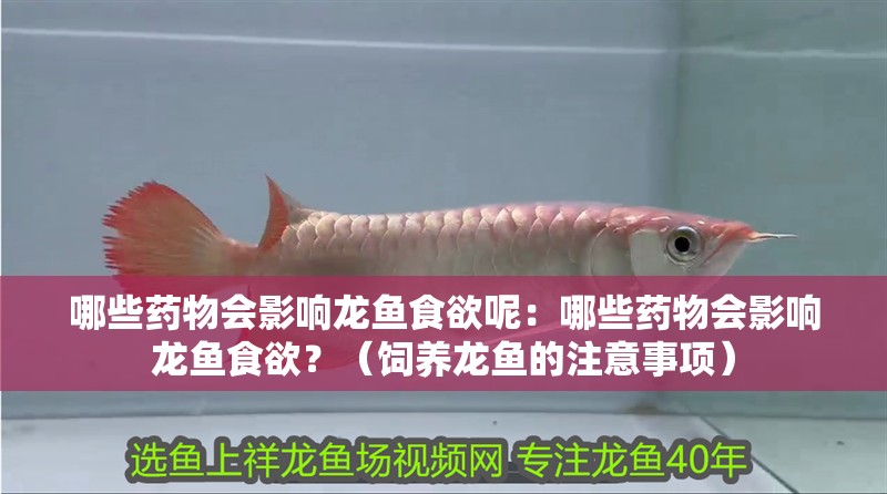 哪些藥物會影響龍魚食欲呢：哪些藥物會影響龍魚食欲？（飼養龍魚的注意事項）