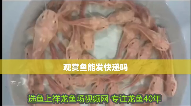 觀賞魚能發快遞嗎 觀賞魚能發快遞嗎 觀賞魚百科