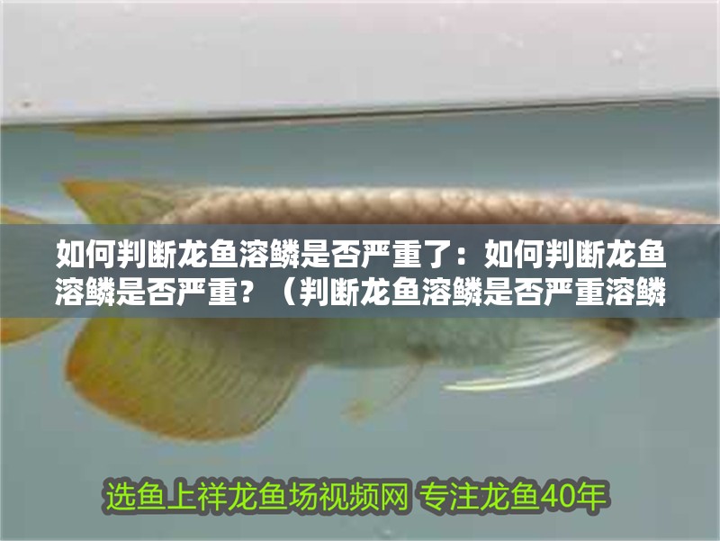 如何判斷龍魚溶鱗是否嚴(yán)重了：如何判斷龍魚溶鱗是否嚴(yán)重？（判斷龍魚溶鱗是否嚴(yán)重溶鱗，龍魚溶鱗是否嚴(yán)重溶鱗）