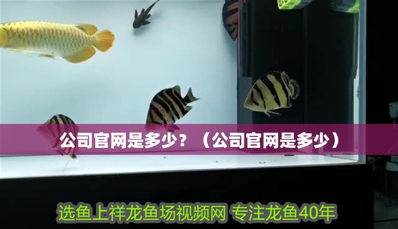 魚缸用增氧泵價格是多少:魚缸增氧機-xtrac增氧機-xtrac增氧機 公司官網是多少?(公司官網是多少) 龍魚百科 公司官網是多少?(公司官網是多少) 公司官網是多少?(公司官網是多少) 龍魚百科