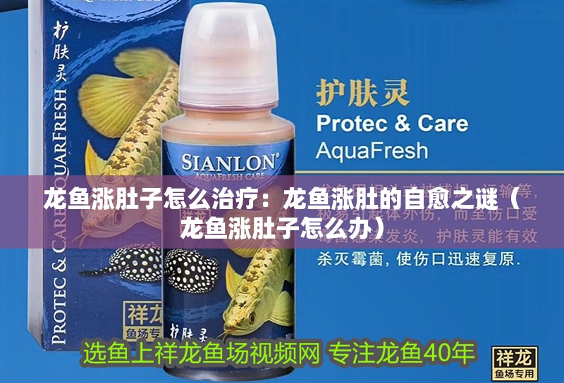 龍魚漲肚子怎么治療：龍魚漲肚的自愈之謎（龍魚漲肚子怎么辦）