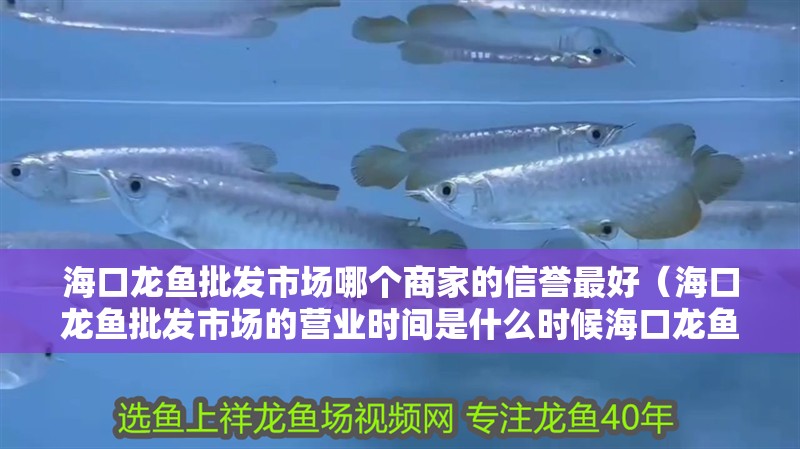 海口龍魚批發市場哪個商家的信譽最好（海口龍魚批發市場的營業時間是什么時候海口龍魚批發市場營業時間） 海口龍魚批發市場哪個商家的信譽最好（海口龍魚批發市場的營業時間是什么時候海口龍魚批發市場營業時間） 龍魚百科