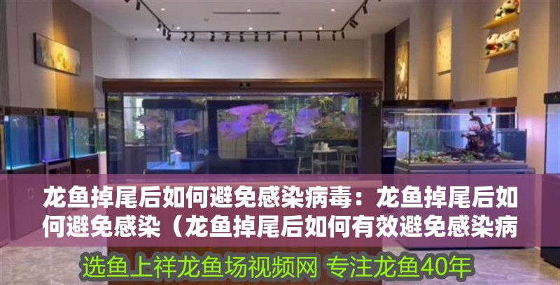 龍魚掉尾后如何避免感染病毒：龍魚掉尾后如何避免感染（龍魚掉尾后如何有效避免感染病毒避免感染病毒避免感染病毒） 龍魚掉尾后如何避免感染病毒：龍魚掉尾后如何避免感染（龍魚掉尾后如何有效避免感染病毒避免感染病毒避免感染病毒） 水族問答