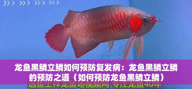 龍魚黑鱗立鱗如何預防復發病：龍魚黑鱗立鱗的預防之道（如何預防龍魚黑鱗立鱗）