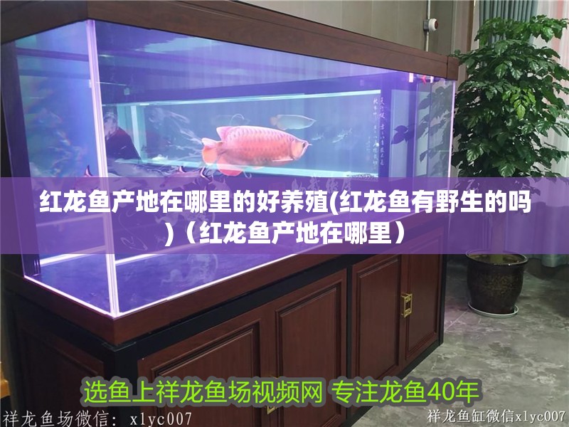 我的虎魚真菌感染了要怎么處理 紅龍魚產(chǎn)地在哪里的好養(yǎng)殖(紅龍魚有野生的嗎)(紅龍魚產(chǎn)地在哪里) 觀賞魚百科 紅龍魚產(chǎn)地在哪里的好養(yǎng)殖(紅龍魚有野生的嗎)(紅龍魚產(chǎn)地在哪里) 紅龍魚產(chǎn)地在哪里的好養(yǎng)殖(紅龍魚有野生的嗎)(紅龍魚產(chǎn)地在哪里) 觀賞魚百科