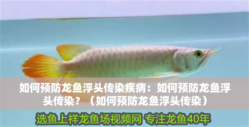 如何預(yù)防龍魚浮頭傳染疾病：如何預(yù)防龍魚浮頭傳染？（如何預(yù)防龍魚浮頭傳染）