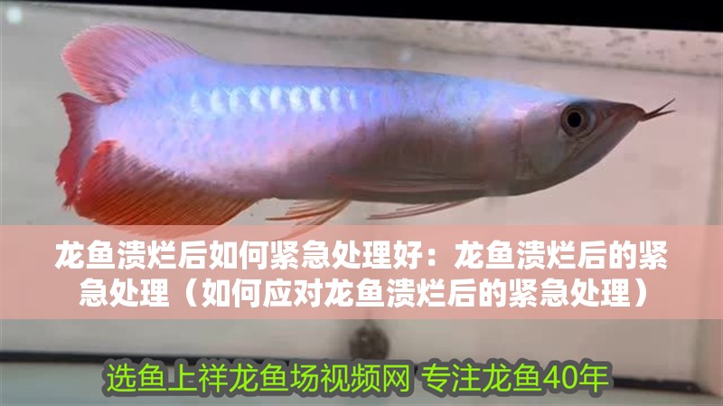 龍魚(yú)潰爛后如何緊急處理好：龍魚(yú)潰爛后的緊急處理（如何應(yīng)對(duì)龍魚(yú)潰爛后的緊急處理）