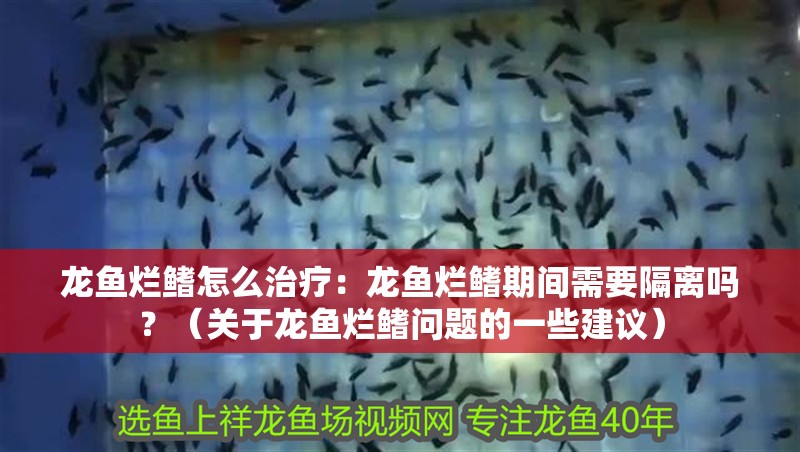 龍魚爛鰭怎么治療：龍魚爛鰭期間需要隔離嗎？（關于龍魚爛鰭問題的一些建議）