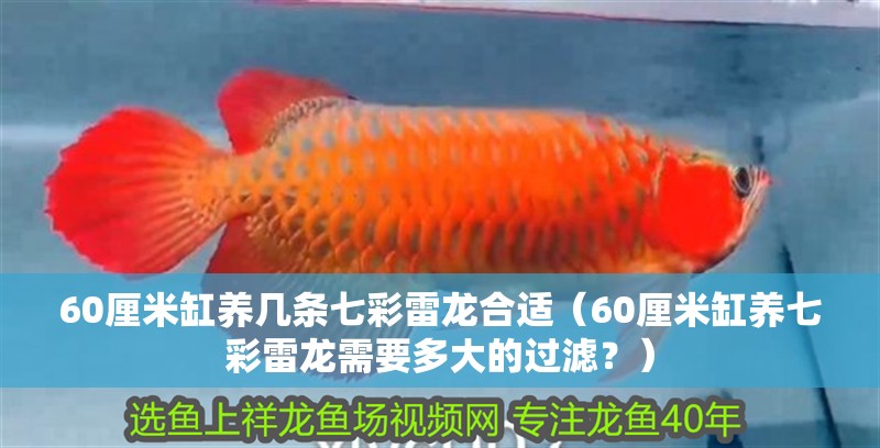 60厘米缸養幾條七彩雷龍合適（60厘米缸養七彩雷龍需要多大的過濾？）