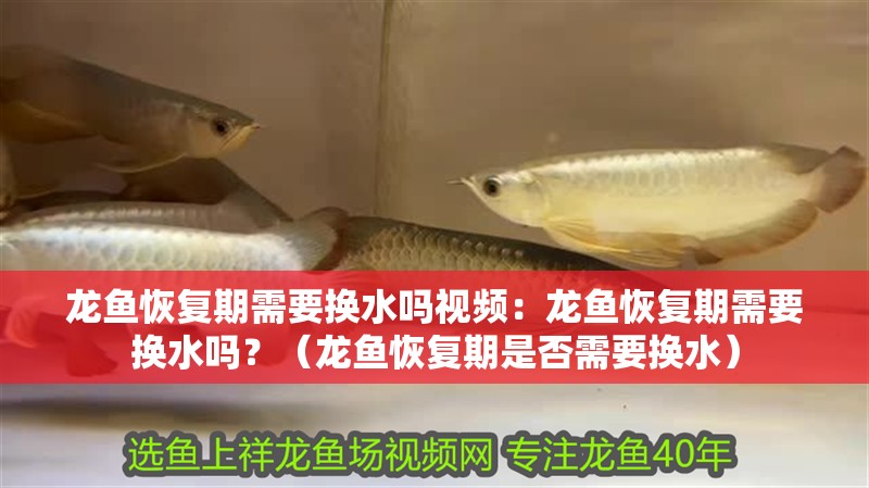 龍魚恢復期需要換水嗎視頻：龍魚恢復期需要換水嗎？（龍魚恢復期是否需要換水）