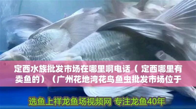 魚缸用增氧泵價(jià)格是多少:魚缸增氧機(jī)-xtrac增氧機(jī)-xtrac增氧機(jī) 定西水族批發(fā)市場(chǎng)在哪里啊電話( 定西哪里有賣魚的)(廣州花地灣花鳥魚蟲批發(fā)市場(chǎng)位于廣州花鳥魚蟲批發(fā)市場(chǎng)) 觀賞魚百科 定西水族批發(fā)市場(chǎng)在哪里啊電話( 定西哪里有賣魚的)(廣州花地灣花鳥魚蟲批發(fā)市場(chǎng)位于廣州花鳥魚蟲批發(fā)市場(chǎng)) 定西水族批發(fā)市場(chǎng)在哪里啊電話( 定西哪里有賣魚的)(廣州花地灣花鳥魚蟲批發(fā)市場(chǎng)位于廣州花鳥魚蟲批發(fā)市場(chǎng)) 觀賞魚百科