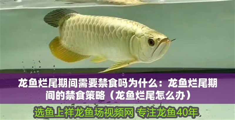 龍魚爛尾期間需要禁食嗎為什么：龍魚爛尾期間的禁食策略（龍魚爛尾怎么辦）