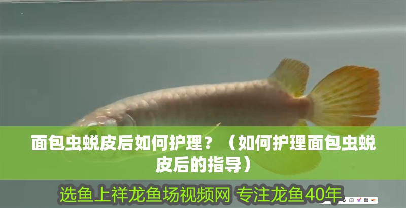 面包蟲蛻皮后如何護理？（如何護理面包蟲蛻皮后的指導）