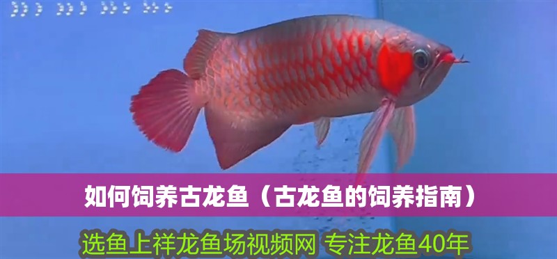 如何飼養古龍魚（古龍魚的飼養指南） 如何飼養古龍魚（古龍魚的飼養指南） 龍魚百科