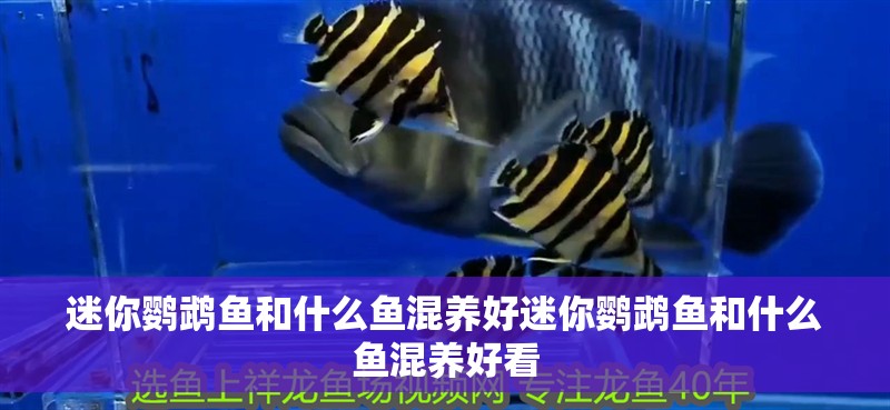 迷你鸚鵡魚和什么魚混養(yǎng)好迷你鸚鵡魚和什么魚混養(yǎng)好看 迷你鸚鵡魚和什么魚混養(yǎng)好迷你鸚鵡魚和什么魚混養(yǎng)好看 觀賞魚百科