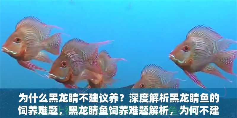 為什么黑龍睛不建議養(yǎng)？深度解析黑龍睛魚的飼養(yǎng)難題，黑龍睛魚飼養(yǎng)難題解析，為何不建議新手養(yǎng)殖？ 為什么黑龍睛不建議養(yǎng)？深度解析黑龍睛魚的飼養(yǎng)難題，黑龍睛魚飼養(yǎng)難題解析，為何不建議新手養(yǎng)殖？ 龍魚百科 第1張