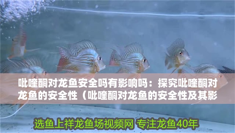 吡喹酮對龍魚安全嗎有影響嗎：探究吡喹酮對龍魚的安全性（吡喹酮對龍魚的安全性及其影響）