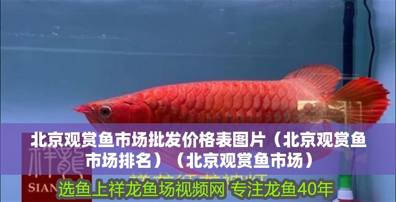 北京觀賞魚市場批發價格表圖片（北京觀賞魚市場排名）（北京觀賞魚市場） 北京觀賞魚市場批發價格表圖片（北京觀賞魚市場排名）（北京觀賞魚市場） 觀賞魚百科