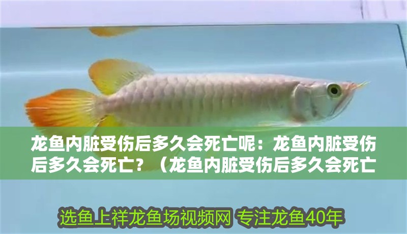 龍魚內臟受傷后多久會死亡呢：龍魚內臟受傷后多久會死亡？（龍魚內臟受傷后多久會死亡）