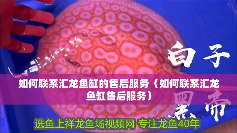 龍魚干蝦有營養嗎 如何聯系匯龍魚缸的售后服務(如何聯系匯龍魚缸售后服務) 龍魚百科 如何聯系匯龍魚缸的售后服務(如何聯系匯龍魚缸售后服務) 如何聯系匯龍魚缸的售后服務(如何聯系匯龍魚缸售后服務) 龍魚百科