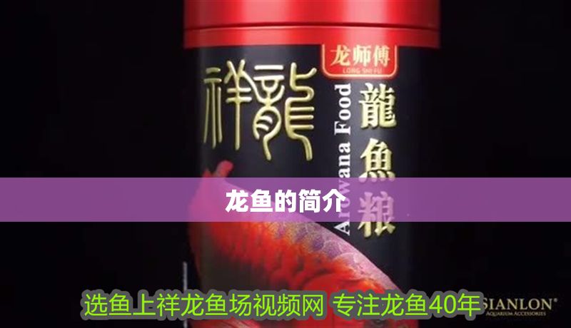 龍魚的簡介